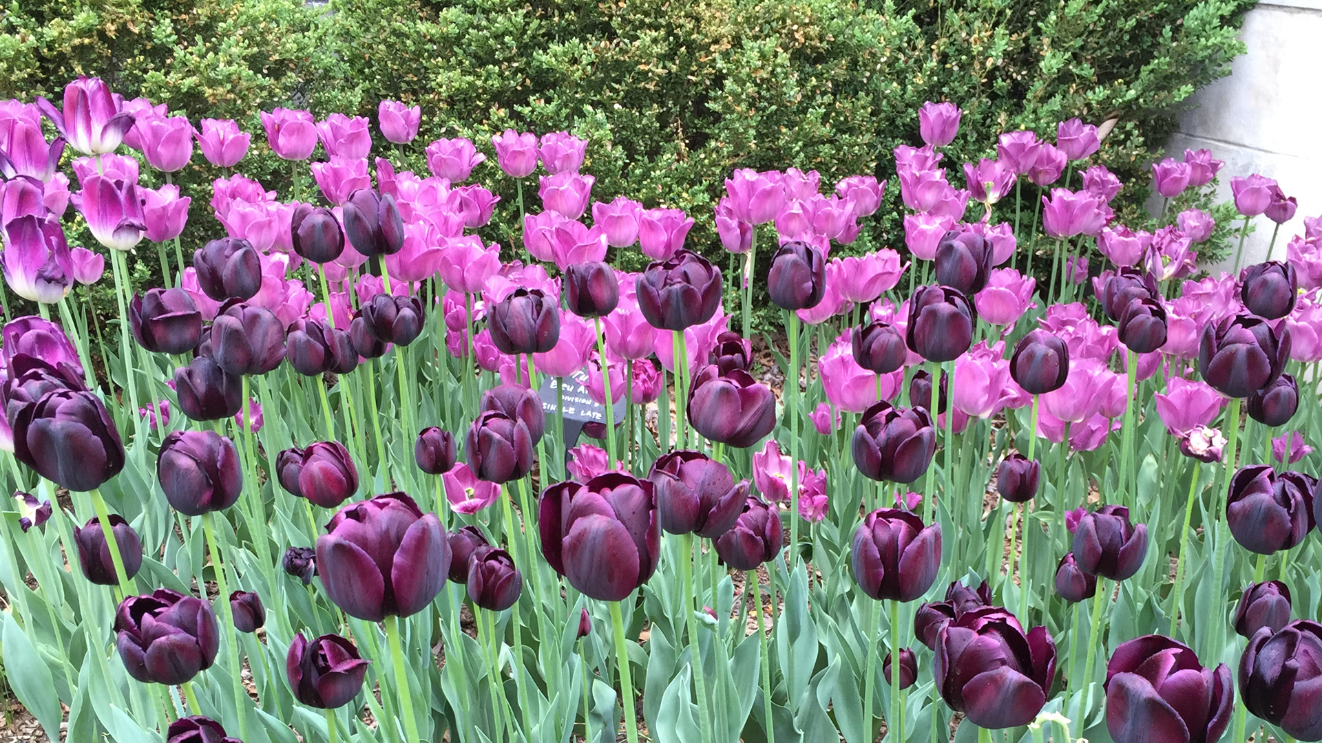 Tulips blossoming in the East village in the Spring time 