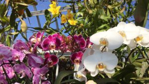 1965 Broadway Orchid flowers and blue sky